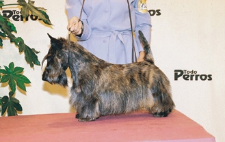 CHARTHILL RED FIRECRACKER